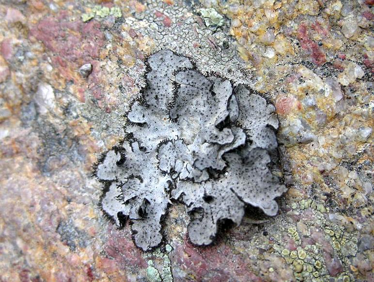 Umbilicaria cylindrica dalla Valle del Sellero (BS)